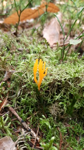 Calocera viscosa