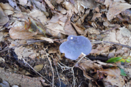 Russula parazurea