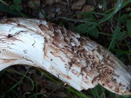 Tricholoma caligatum