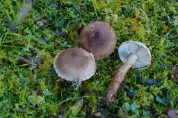 Tricholoma vaccinum