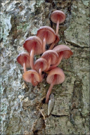 Mycena haematopus