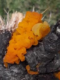 Tremella mesenterica