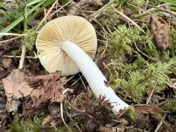 Russula risigallina