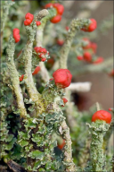 Cladonia macilenta