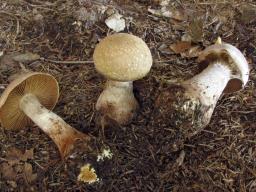 Cortinarius traganus