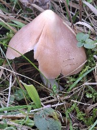 Porpolomopsis calyptriformis