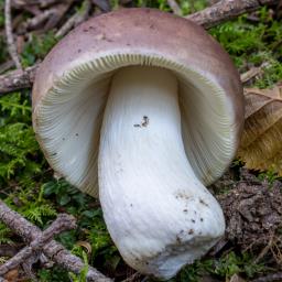 Russula integra