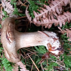 Paxillus involutus