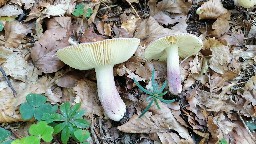 Russula violeipes