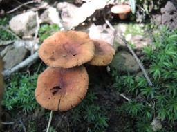 Lactarius cremor