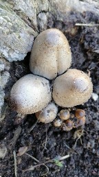 Coprinopsis atramentaria