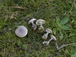Ampulloclitocybe clavipes