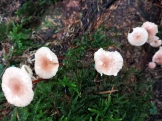 Mycetinis scorodonius