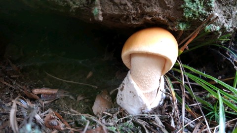 Amanita crocea