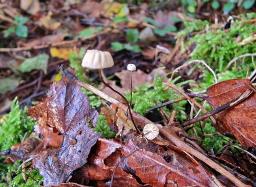 Marasmius bulliardii
