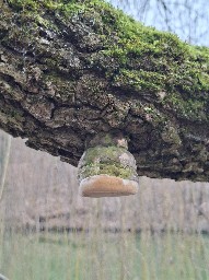 Phellinus igniarius