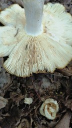 Russula foetens