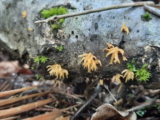 Calocera cornea