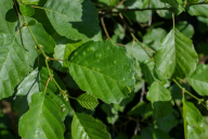 Taphrina epiphylla