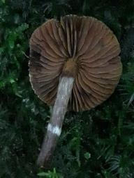 Cortinarius flexipes