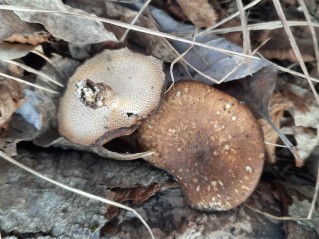 Lentinus brumalis