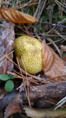 Scleroderma citrinum