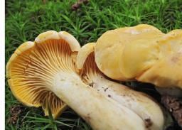 Cantharellus cibarius