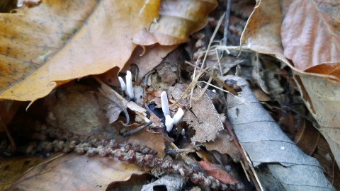 Xylaria hypoxylon