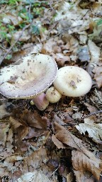 Russula violeipes