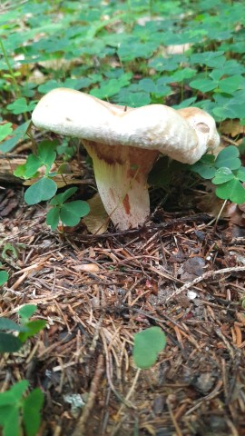 Paxillus involutus