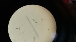 Lophiostoma viridarium