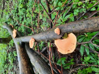 Neofavolus alveolaris