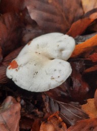 Hygrophorus discoxanthus