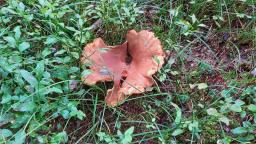 Lactarius helvus