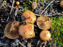 Pholiota carbonaria