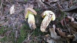 Butyriboletus appendiculatus