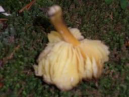 Hygrocybe spadicea