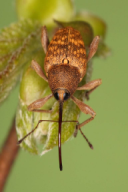 Curculio nucum