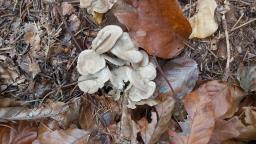 Cantharellus melanoxeros