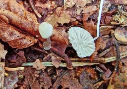Mycena stylobates