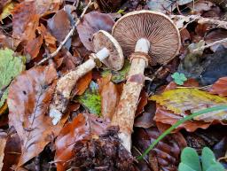 Hebeloma radicosum