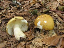 Russula ochroleuca