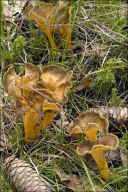 Craterellus tubaeformis