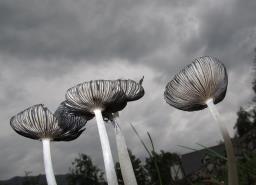 Coprinopsis lagopus