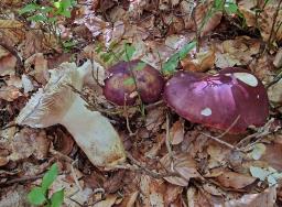 Russula viscida