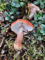 Cystoderma cinnabarinum