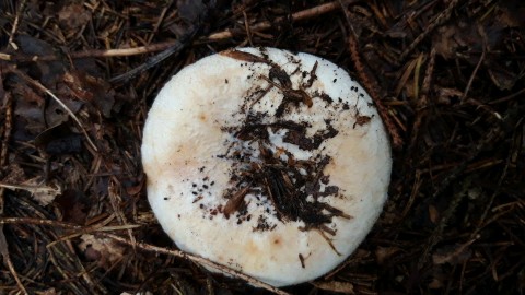 Lactifluus vellereus