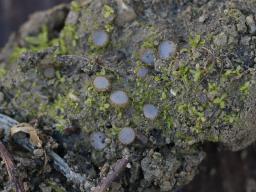 Trichophaea woolhopeia