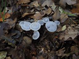 Mycena pura