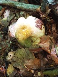 Russula olivacea